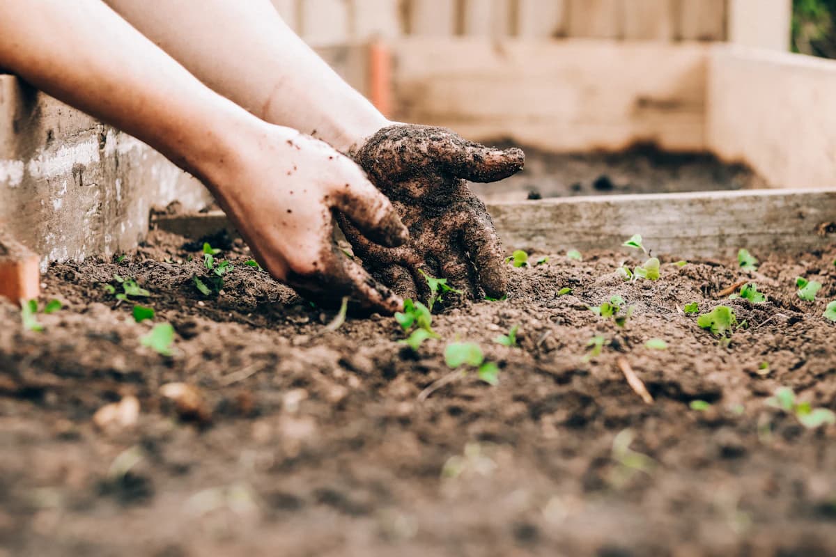 How to Start a Homestead: A Beginner's Step-by-Step Guide