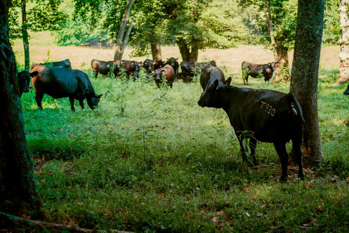 Best States for Raising Livestock & Cattle (2026)