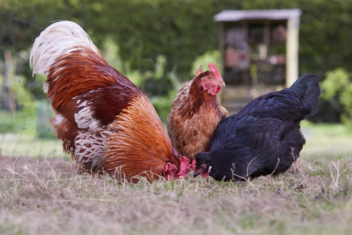 Best States for Raising Chickens & Backyard Poultry (2026)