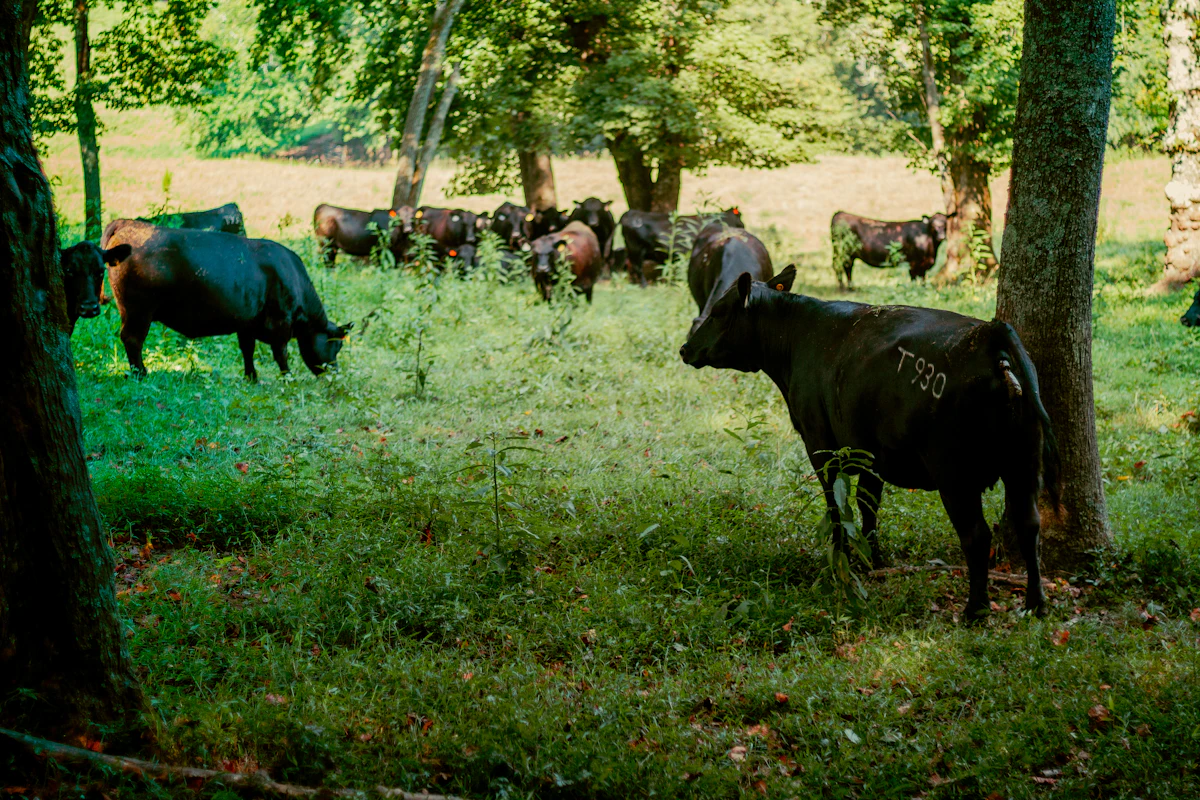 Cattle grazing lush central Kentucky pasture