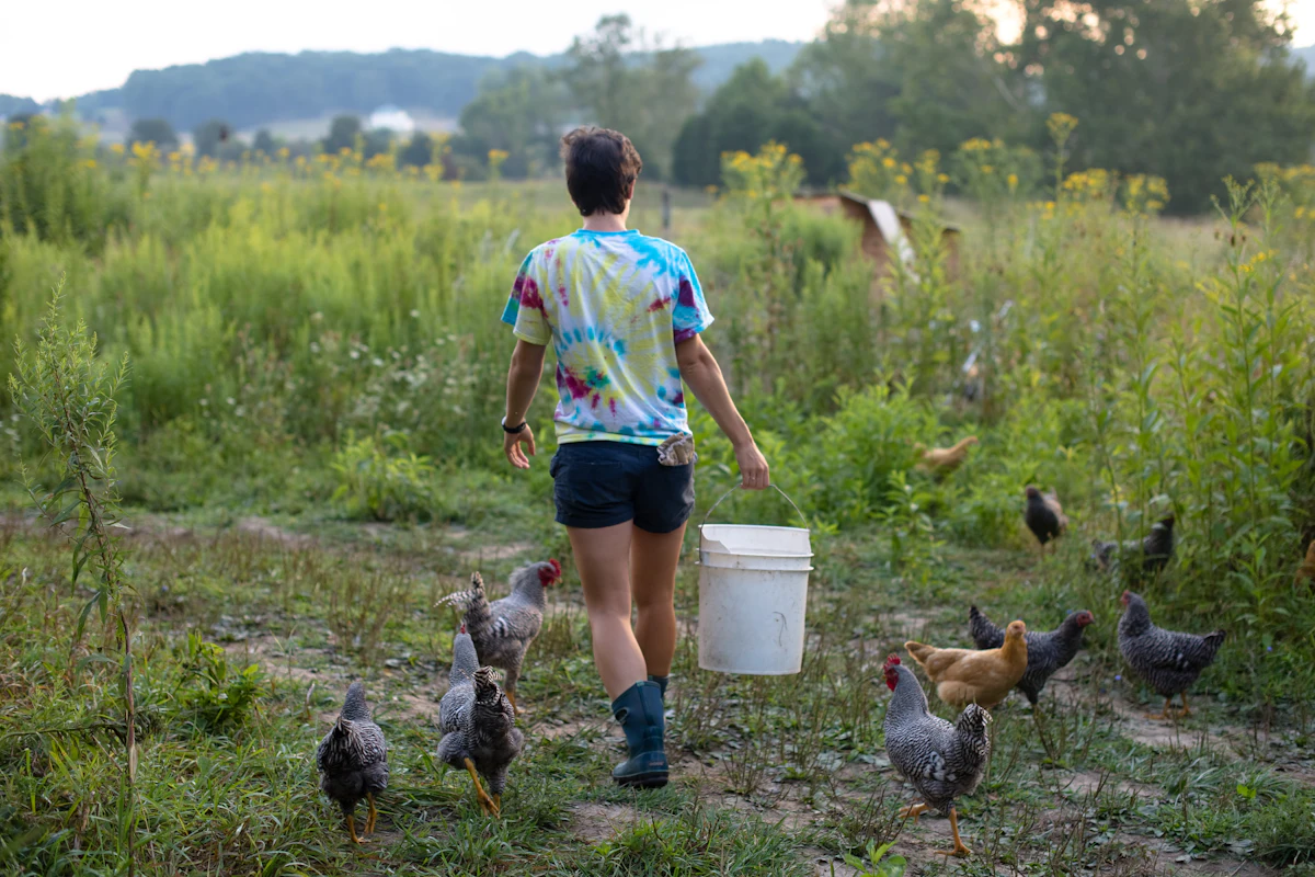 Backyard hens foraging in a grassy run beside a coop