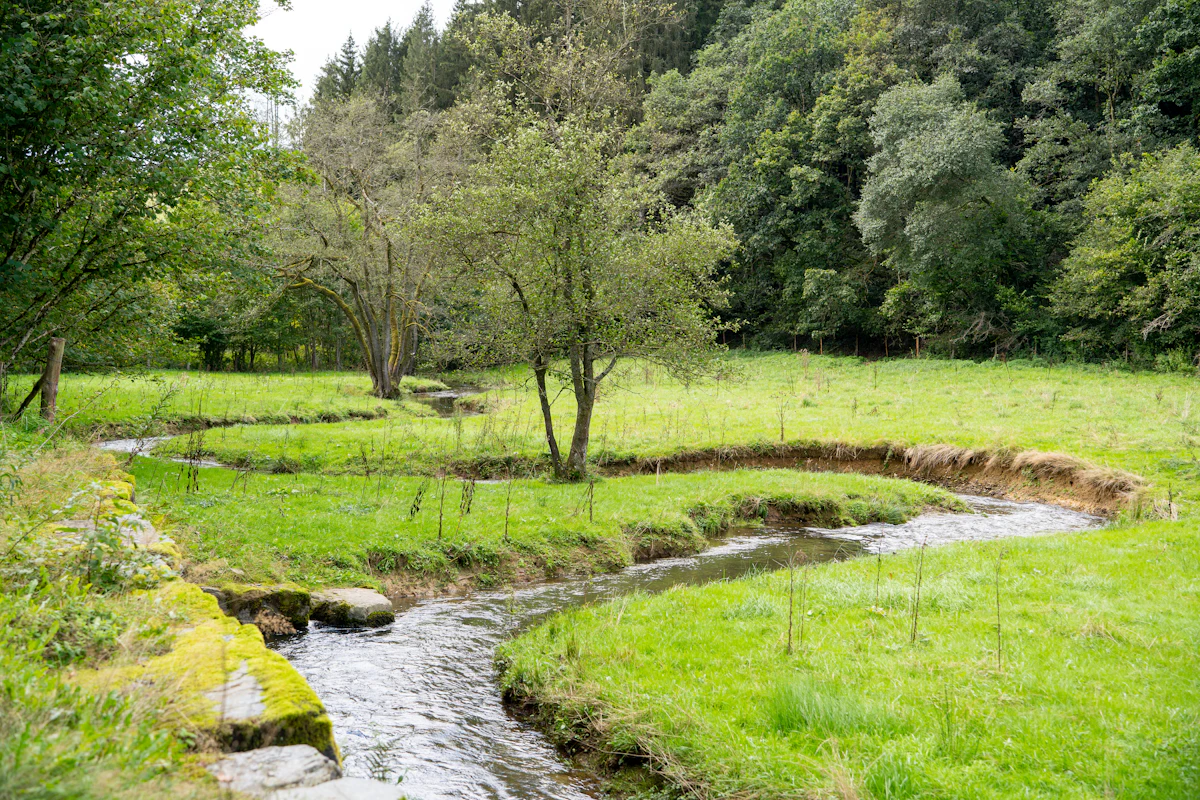 A shallow creek winding through a lush green meadow