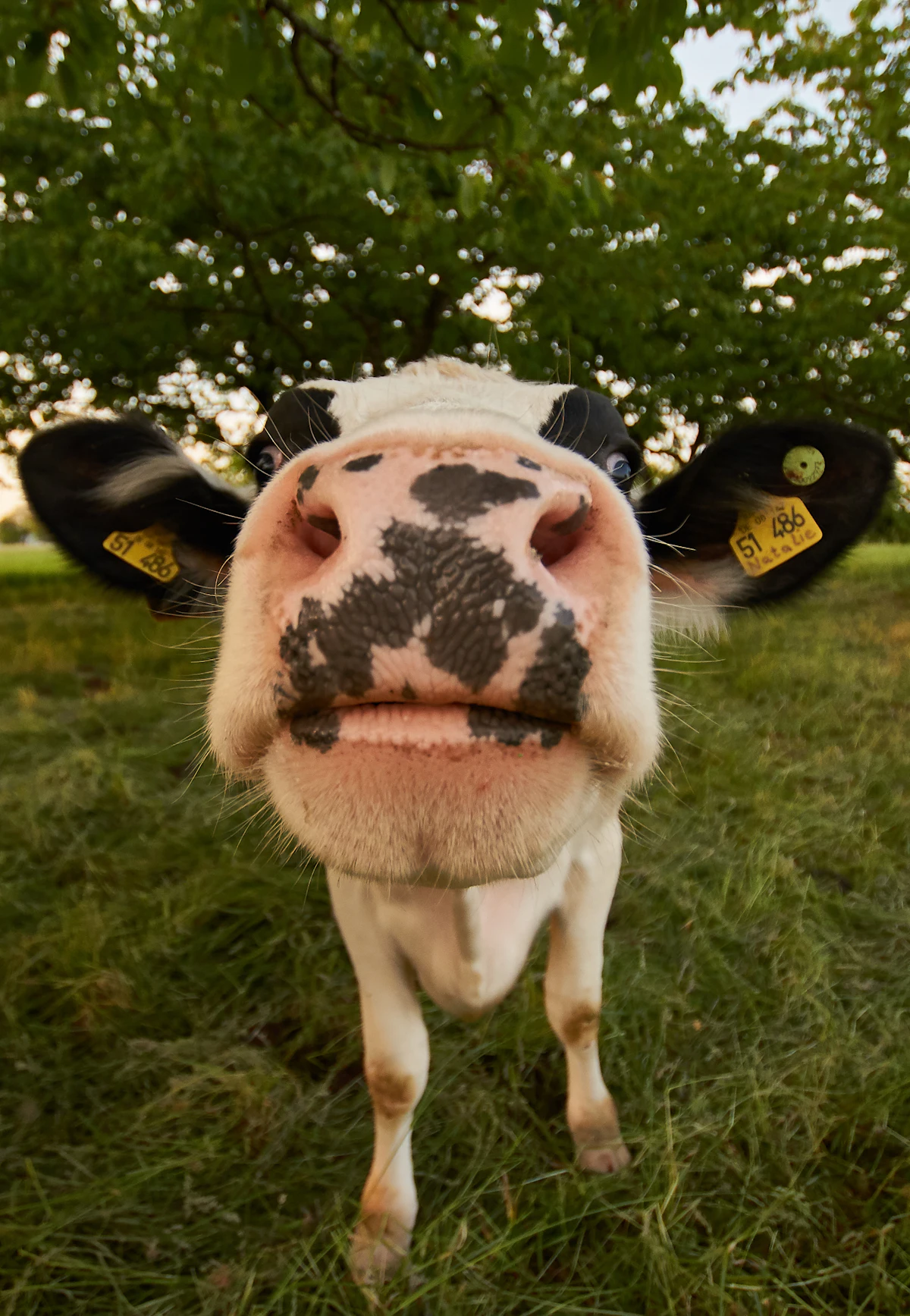 A black-and-white Holstein dairy cow in a green grassy pasture