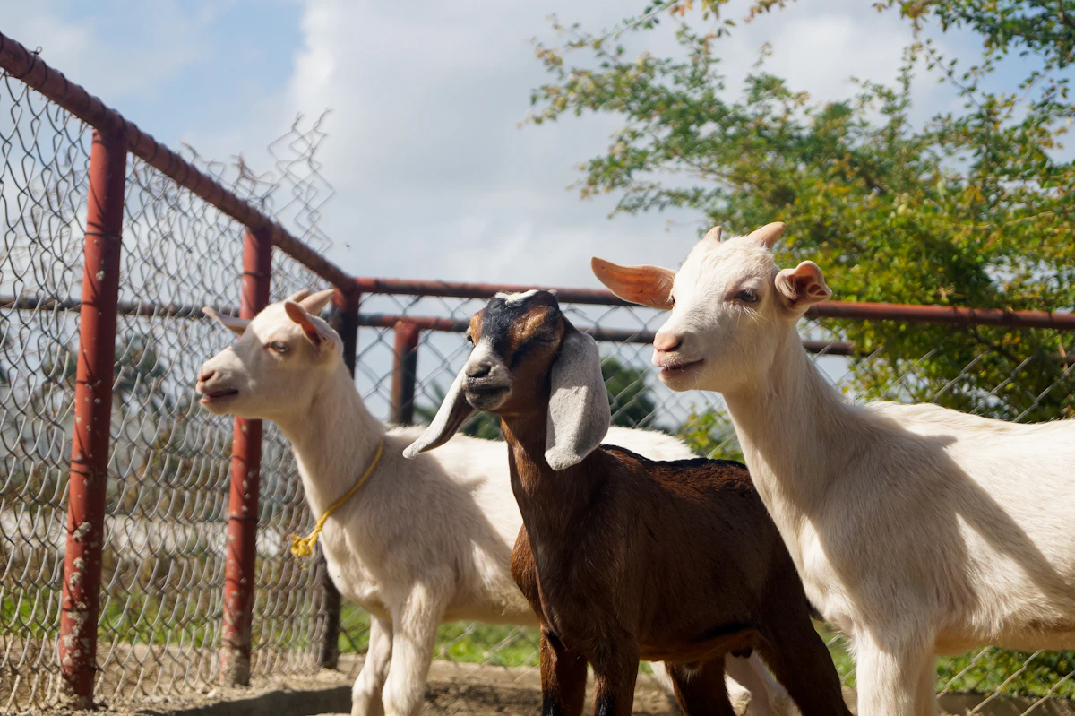 A small herd of dairy goats grazing in a green paddock