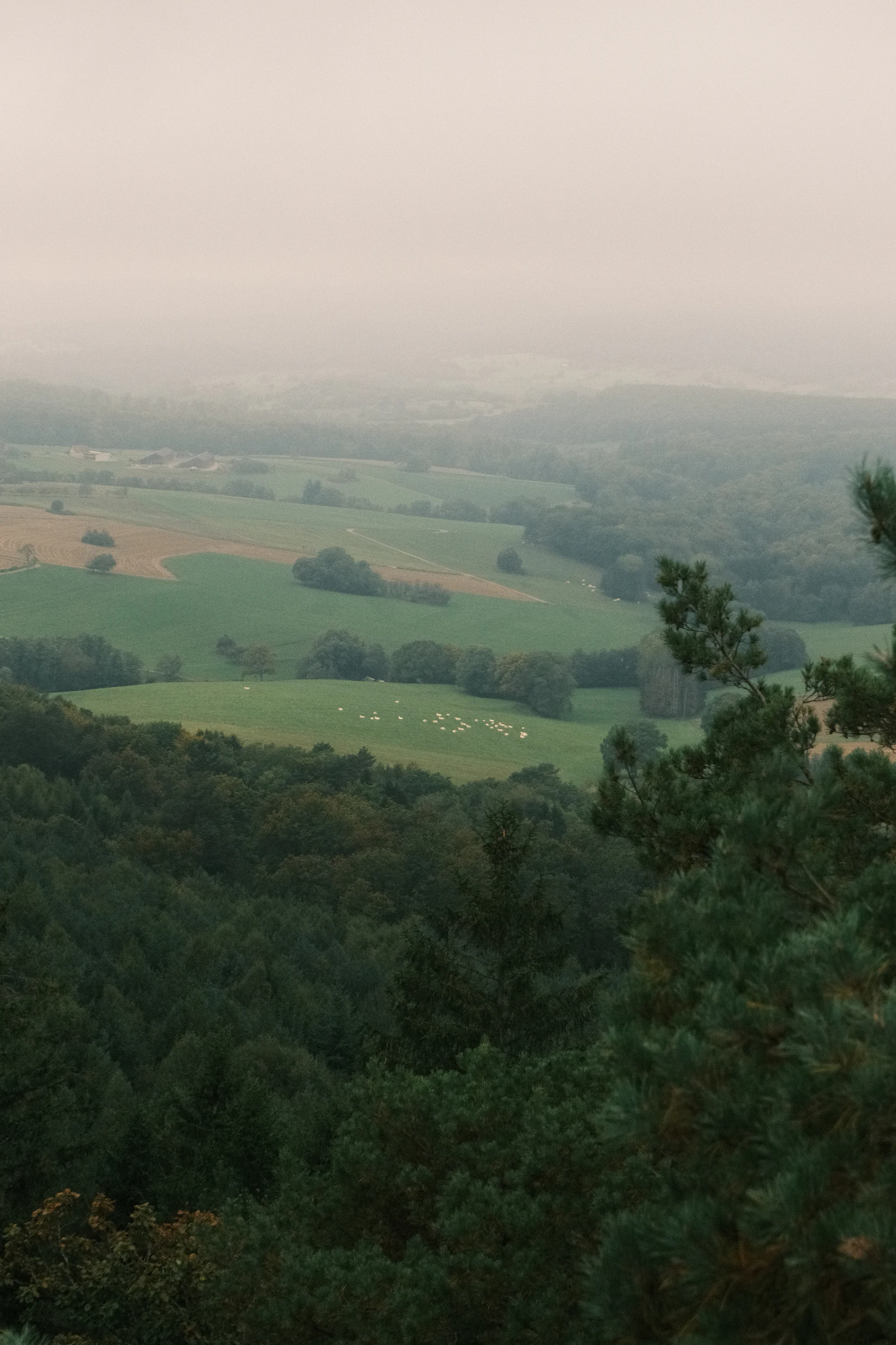 Sheep grazing rolling green Bluegrass pasture below wooded ridges