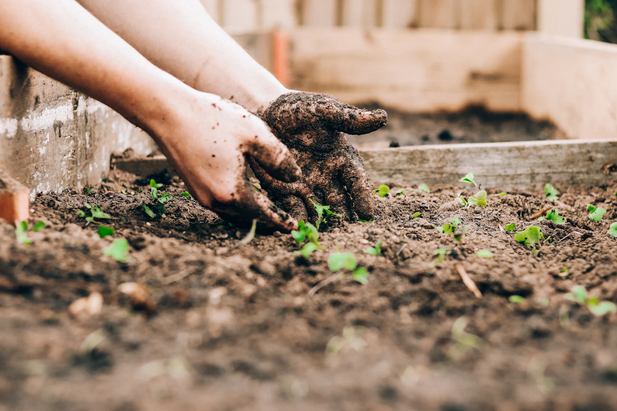 Planting seedlings for winter crops in a warm-climate garden