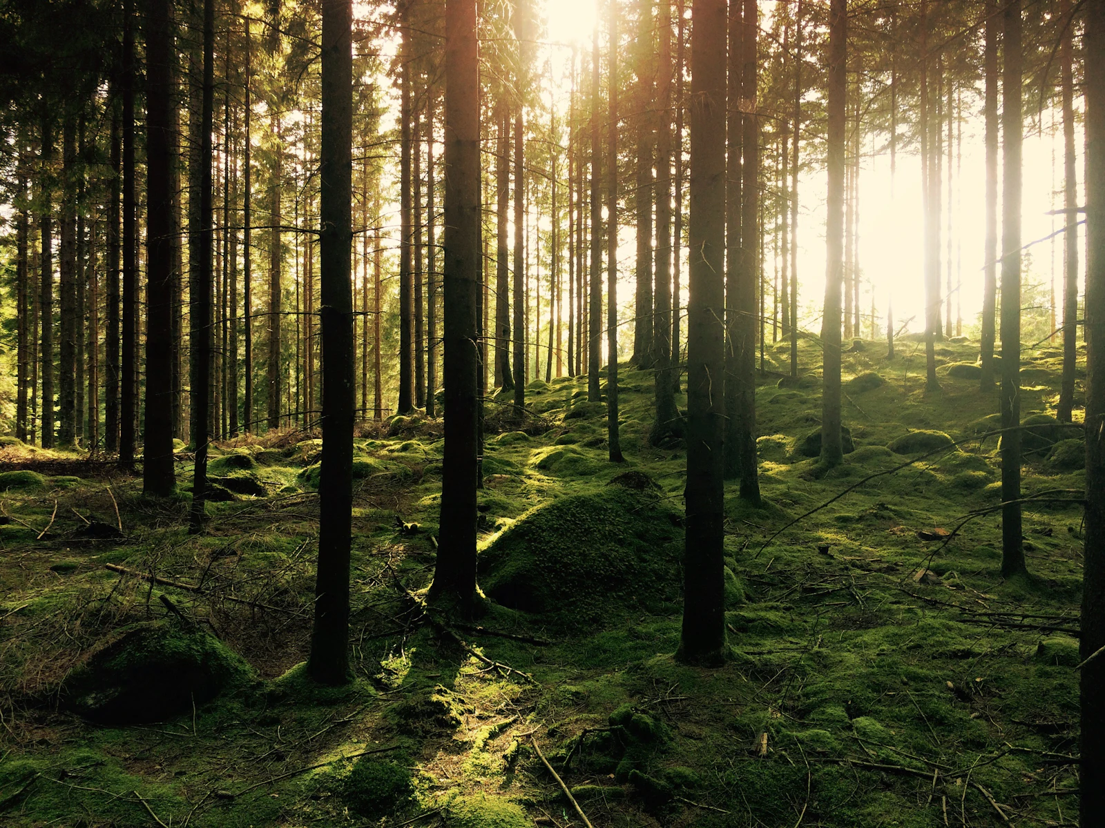 Sunlight through tall pines in a North Florida piney woods