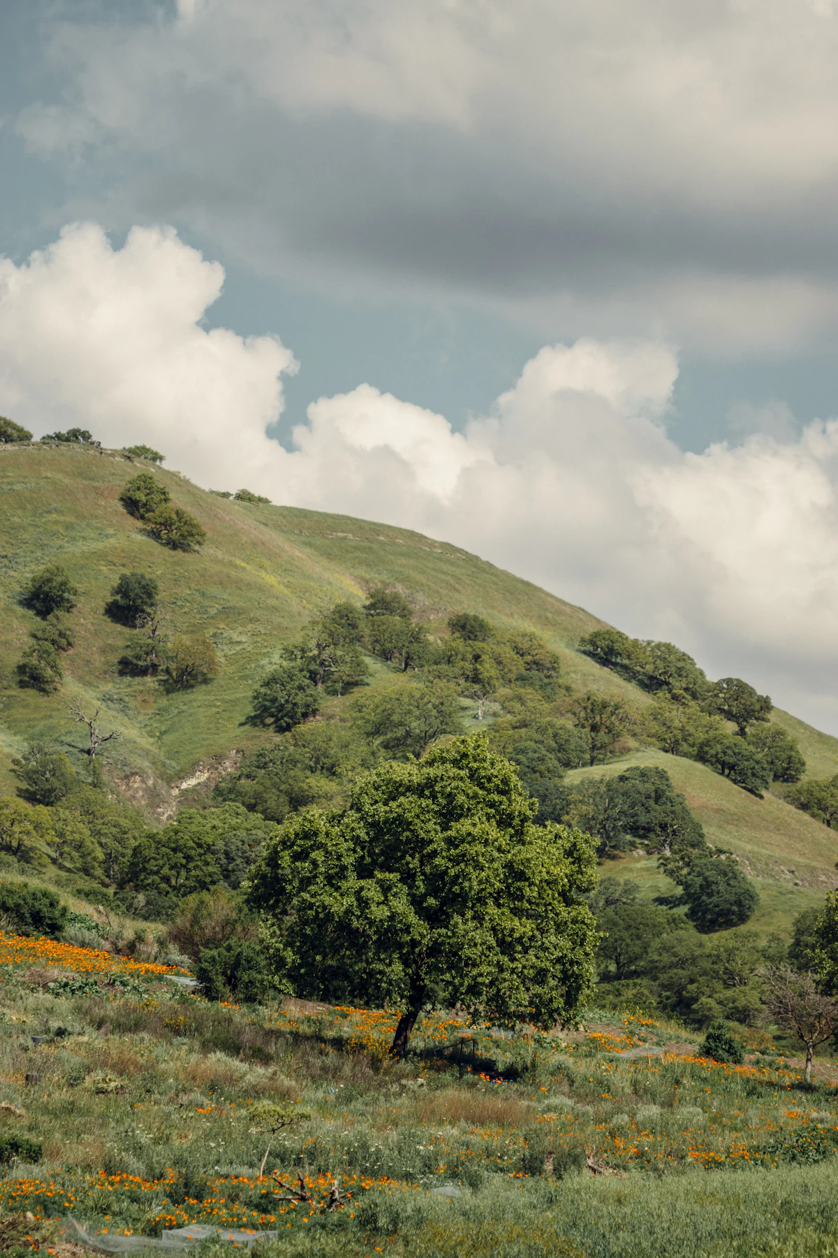 A lone oak on rolling Texas hill country slopes dotted with wildflowers