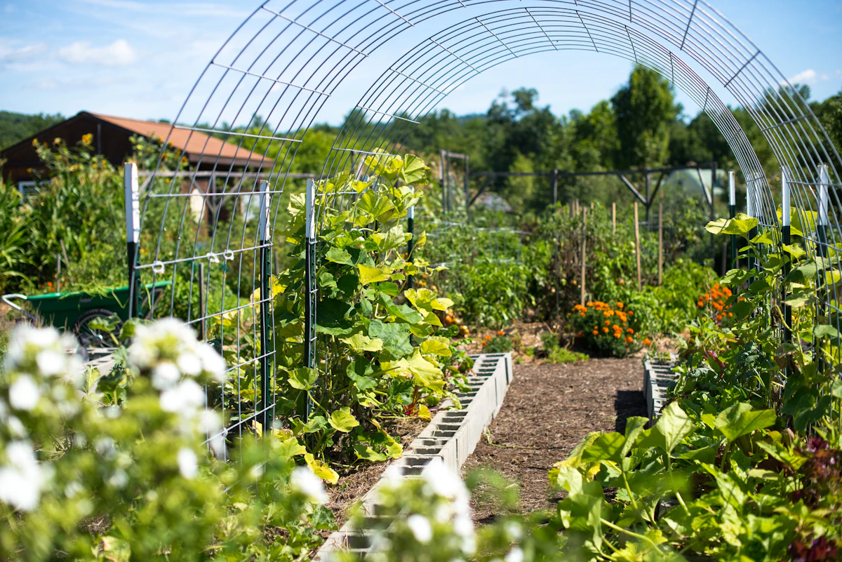 Raised-bed vegetable garden thriving in Alabama's long Deep South growing season