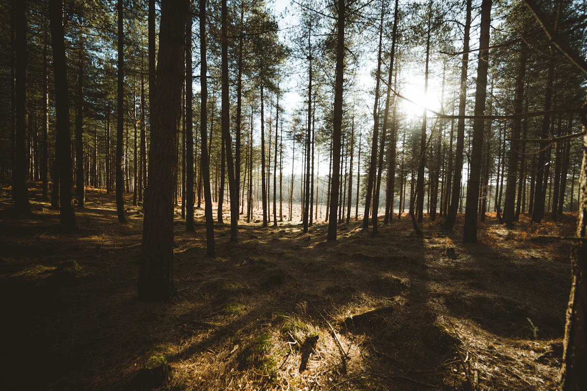 A quiet northern woodland of mixed evergreen and hardwood trees